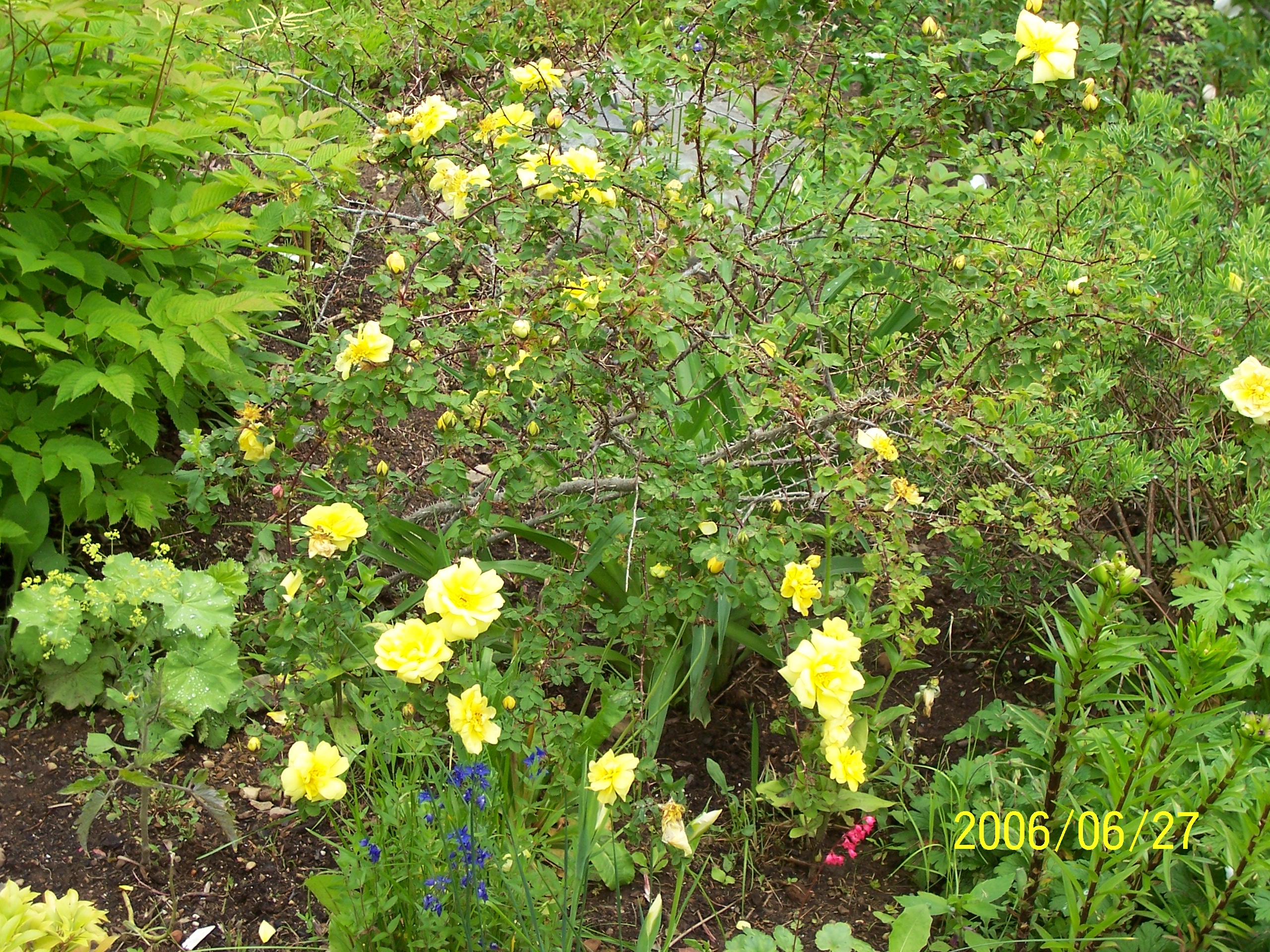 Rosa foetida herrm